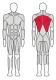 Тренажер Т-образная тяга FITEX PRO FTX-6236#2